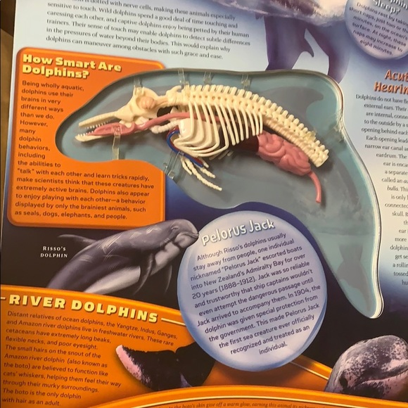 🏷️ Uncover Dolphin 3D Model Learning Book - Picture 6 of 7